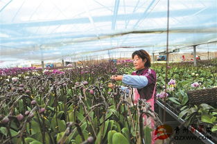 青州 特色花卉产业助推乡村振兴