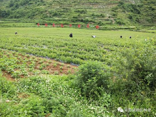 市林业局到纳雍县检查指导苗木生产及病虫害防治工作